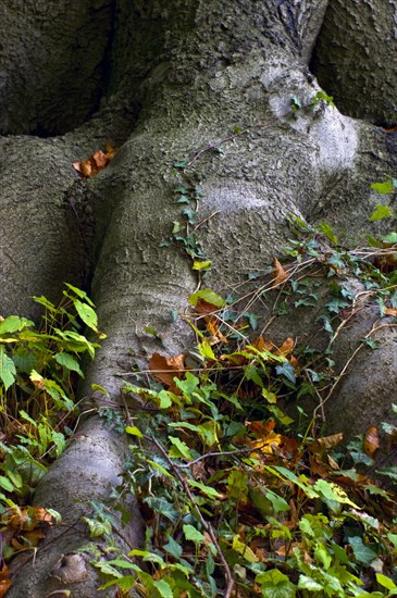 Beech forest in Knoops Park