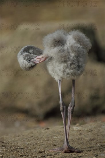 American flamingo