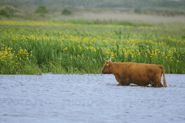 Scottish aurochs