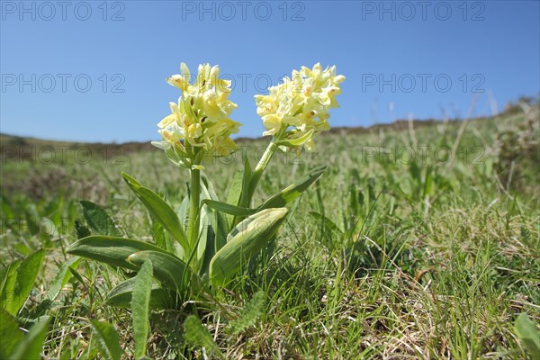 Provence orchid