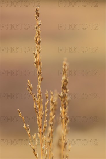 Purple moor grass