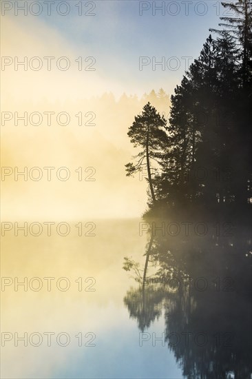 Pine and forest silhouette at sunrise backlit with fog over the bog lake Etang de la Gruere in the canton of Jura
