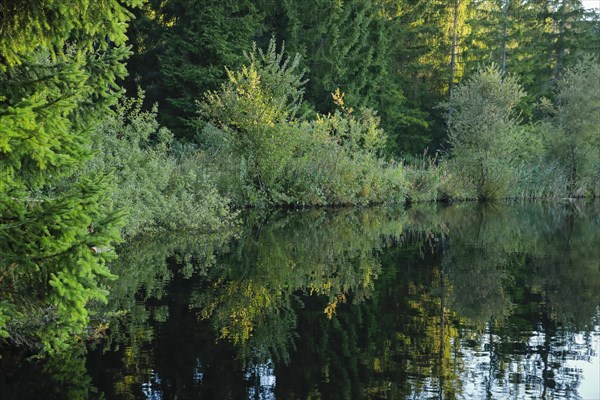 Forest along the shore of the Etang de la Gruere reflected in the still waters of the moor lake