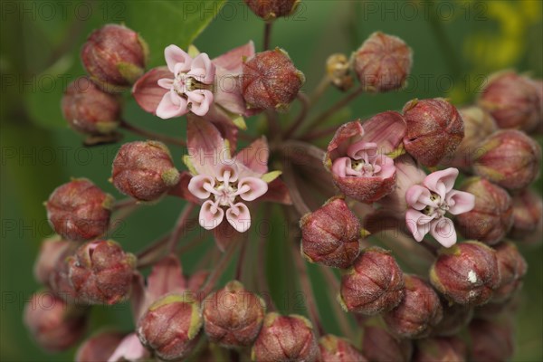 Common milkweed