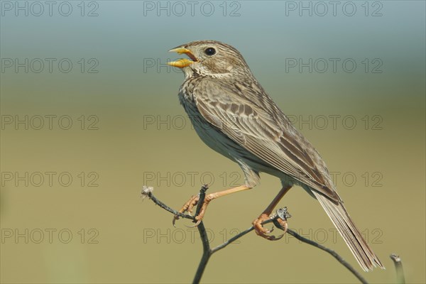 Corn Bunting