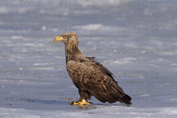 White-tailed Eagle