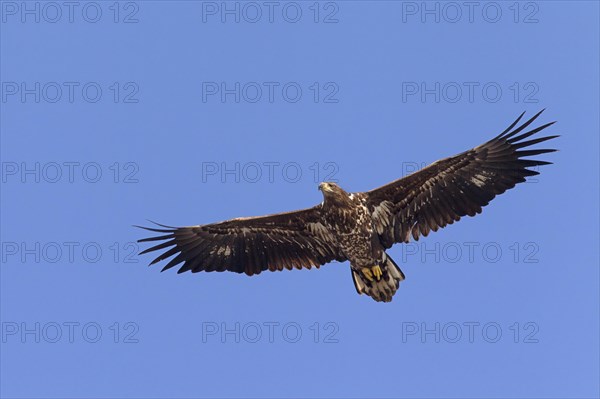 White-tailed Eagle