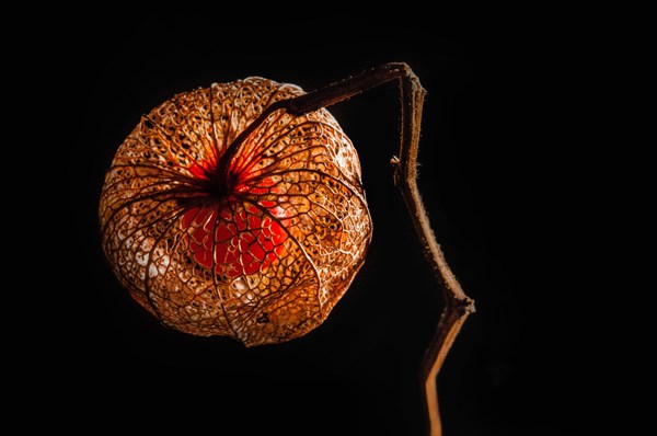 Cape gooseberry