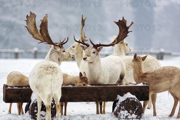 White fallow deer