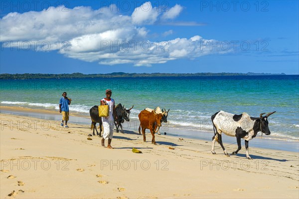 Cow herd walking on a long white sand beach in the north of the island Ile Sainte-Marie although Nosy Boraha
