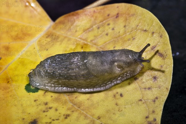 Slug