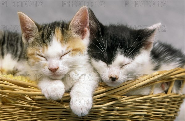 Kittens Sleeping in the Yarn Basket!