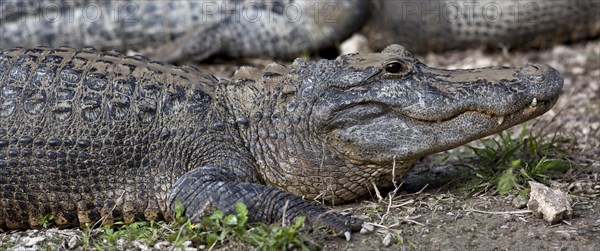 The American Alligator