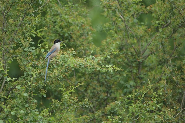 Azure-winged magpie