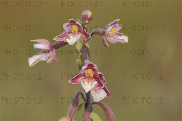 Marsh helleborine