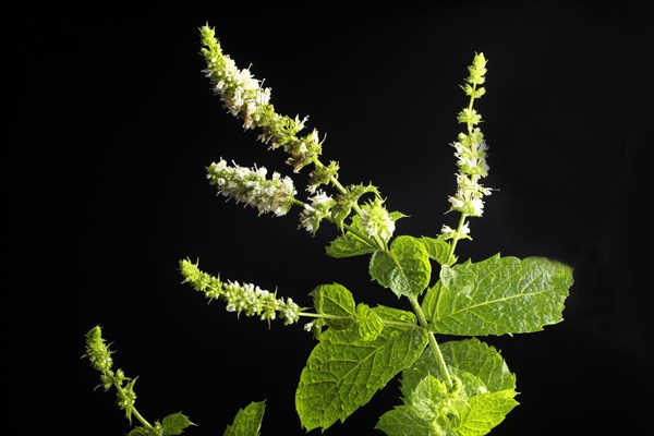 Flowering Mint