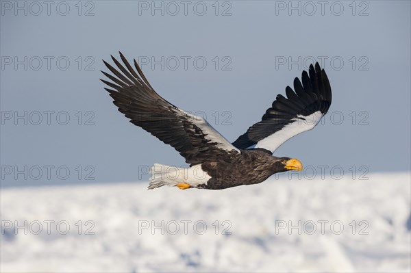 Steller Sea Eagle