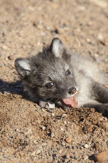 Arctic fox