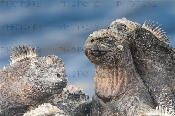 Marine iguana