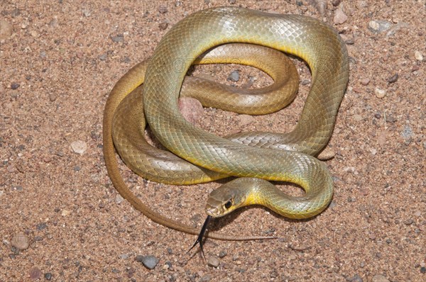 Western yellow-bellied racer