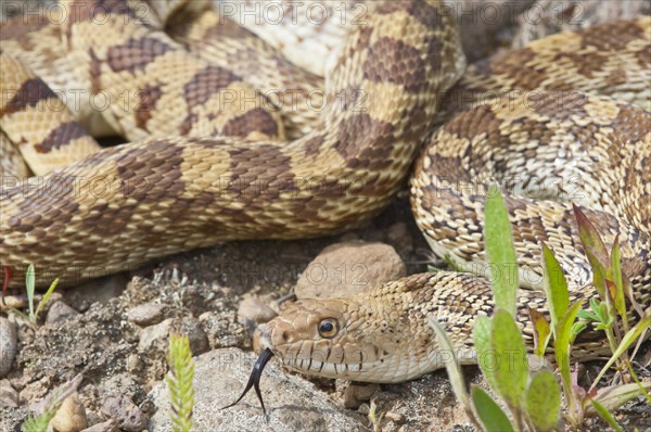 Texas bull snake