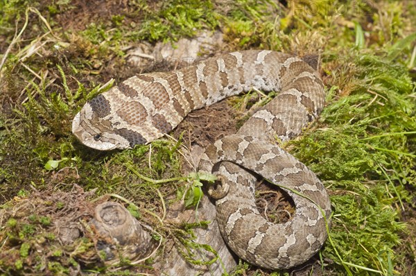 Eastern hognose snake