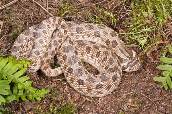 Western hognose snake