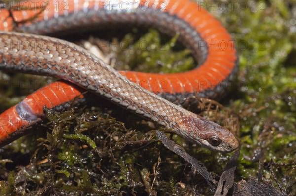 Northern red-bellied snake