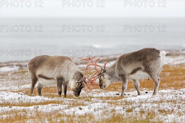 Two Svalbard reindeer