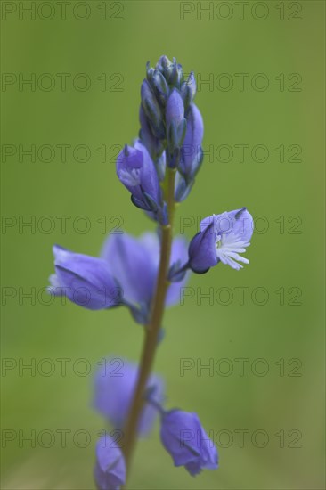 Spike of bitter crucifer with flowers