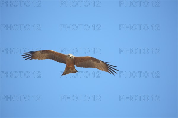 Red Kite