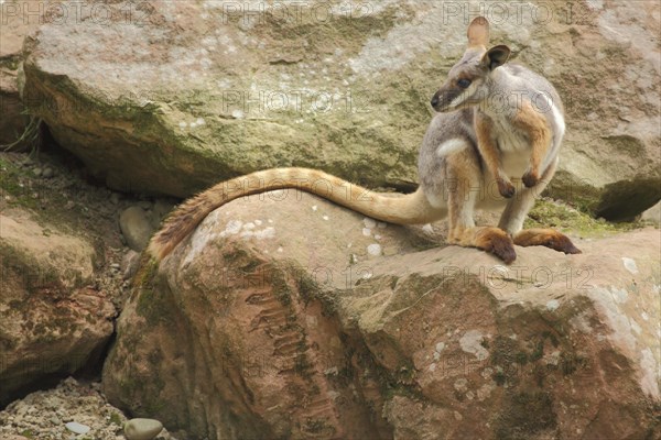 Yellow-footed rock-wallaby