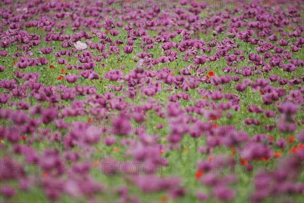 Purple flower meadow with opium poppy