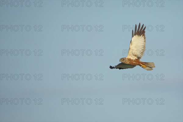 Male western marsh-harrier