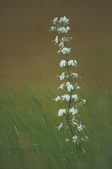 Sticky campion