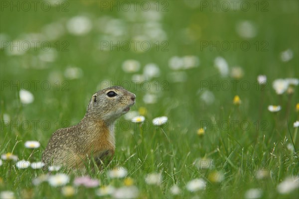 European ground squirrel