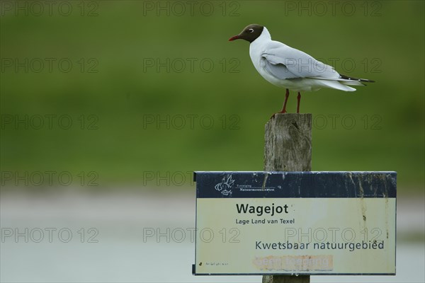 Black-headed gull