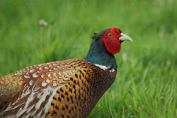 Pheasant