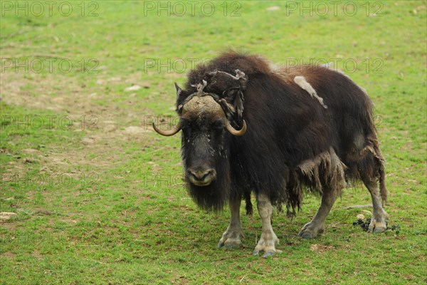 Alaskan muskox