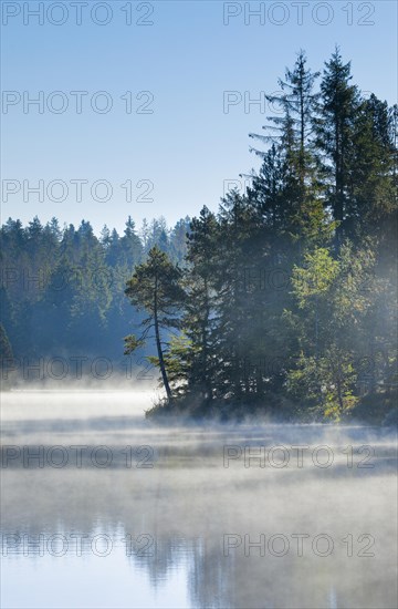 Pines and spruces line the shore of the mirror-smooth Etang de la Gruere moorland lake covered in mist in the canton of Jura