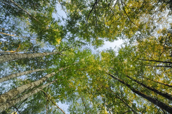 View upwards to the treetops in the birch forest at sunset