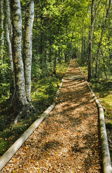 Forest path in the birch forest near Les Ponts-de-Martel in the canton of Neuchatel