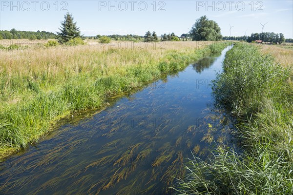 River Blotnica