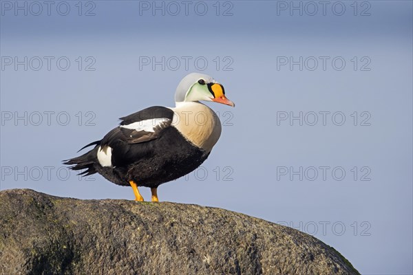 King eider