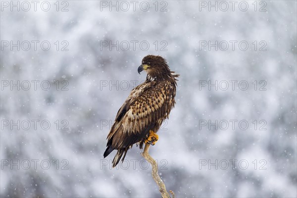 White-tailed Eagle