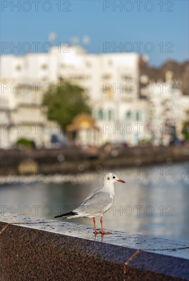 Seagull