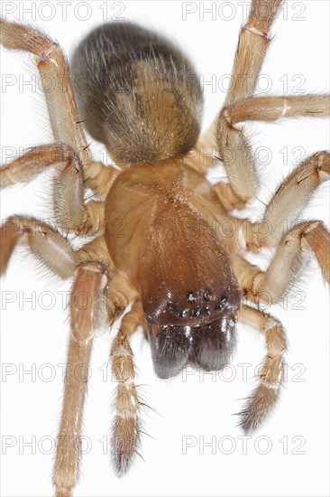 Little Brown House Spider