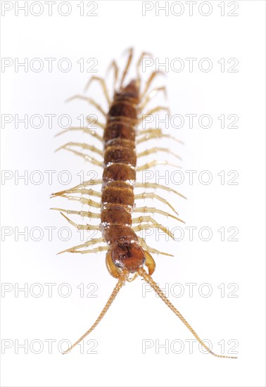 Centipede