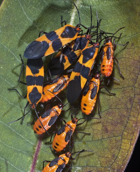 Mature & Immature Milkweed Bugs