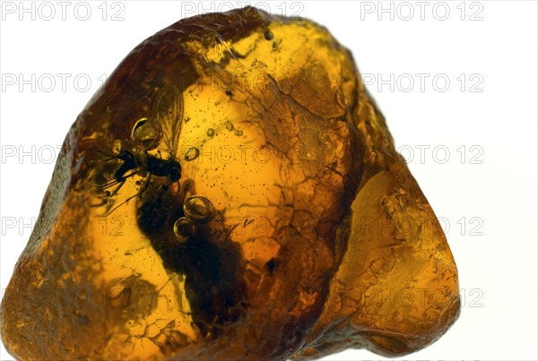 Baltic Sea Amber with inclusions